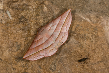 Sarcinodes aequilinearia_Family_Geometridae Moth at <eghalaya,India