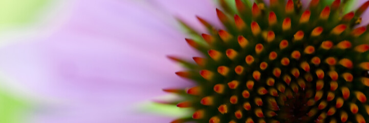 Obraz na płótnie Canvas Flower of echinacea natural macro background of spa treatments