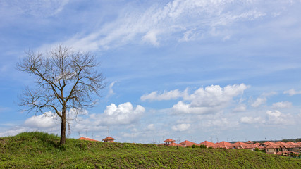 A Bare Lone Tree at the Neighborhood