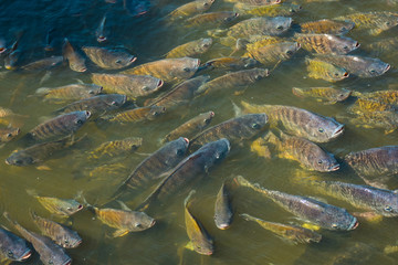 Nile tilapia in the pond is rising to get oxygen air on the surface.