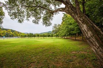Spacious Lawn Viewed from Under the Tree