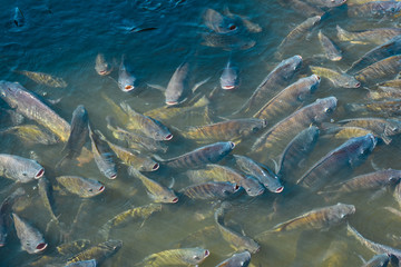 Nile tilapia in the pond is rising to get oxygen air on the surface.