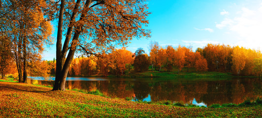 Sunny panoramic autumn landscape with pond in park and trees with yellow autumnal foliage 