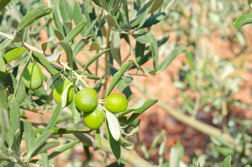 Turkey, Aegean region. Olive grove. Branch and green berries of olive close up. Green oblong leaves on background of red clay soil. Sunny summer day. Selective focus.
