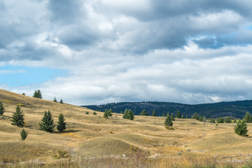 Fototapeta premium Calm and dry pasture grazing lands in rural British Columbia, Canada, near Kamloops. Vast hilly landscape, interesting relief, dry grass, hay, pine trees, blue sky