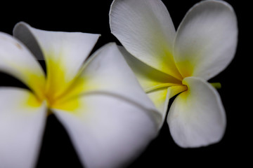 Fototapeta na wymiar white flower on a green background