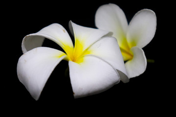 Fototapeta na wymiar white flower on green background