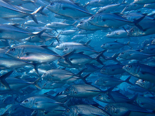 Closeup with school of Blackjack, black trevally, black kingfish, coal fish or black ulua during a...
