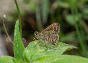 Veined Scrub Hopper Butterfly at Garo Hills,Meghalaya,India