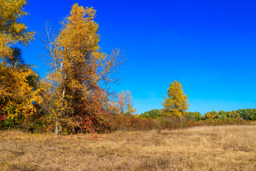 Autumn landscape with dry meadow and colorful fall trees