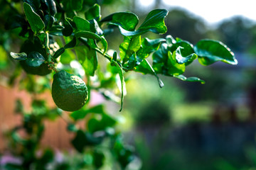 Bergamot (Citrus) on tree