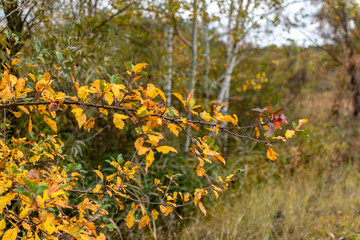 Tree branch with yellow leaves on a natural autumn background