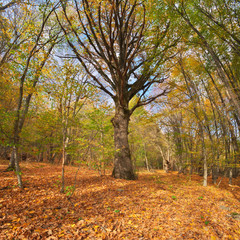 Fototapeta premium Big old autumn tree in forest.