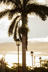 palm trees and blue sky