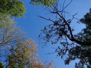 Trees in park at autumn with blue sky