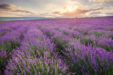 Fototapeta premium Meadow of lavender at sunrise