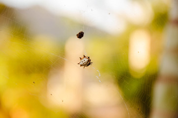 spider on web