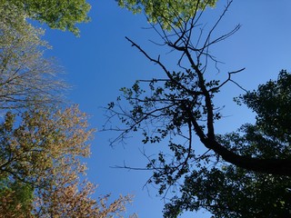 Trees in park at autumn with blue sky
