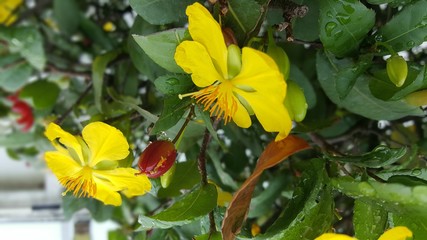 Obraz na płótnie Canvas yellow flowers in the garden