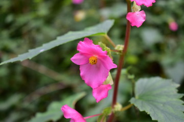 pink flower in garden