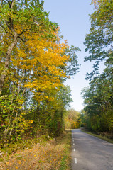 Trees in fall colors by a country road