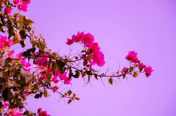 Obraz na płótnie Canvas pink flowers on a background