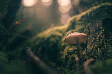 Pilz im Herbst