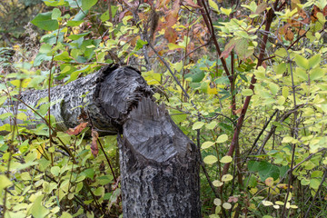 A forest growing in the vicinity of beaver habitat. Tree trunks felled by beavers. Autumn, foliage, old