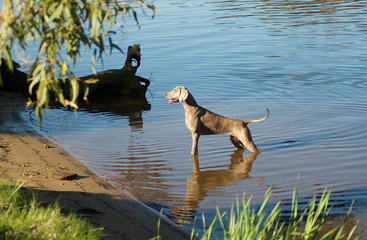 Bella, a female Wemaraner pointer, takes up perfect alert stance as she waits to play fetch 