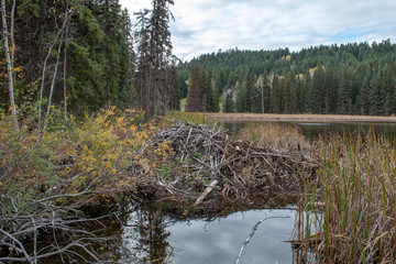 beaver den lodge out of fallen trees, wticks and mud as well as dam on the lake near Kamloops, BC, Canada. Fall foliage