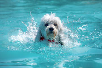 Happy little white poodle swimming in a pool - obrazy, fototapety, plakaty