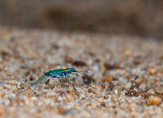 Tiger Beetle  seen at Garo Hills,Meghalaya,India
