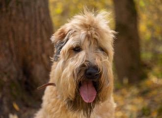 Large portrait of Irish wheaten soft-coated Terrier, tongue sticking out.