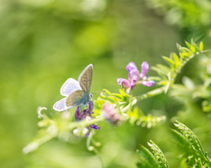 Bluebird butterfly on a summer meadow
