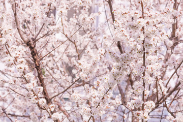 White cherry flowers