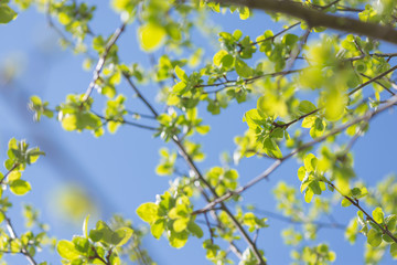 Green leaves on a background of blue sky