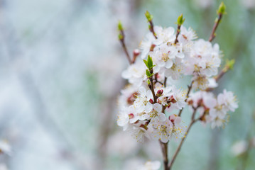 Branch of cherry with white flowers