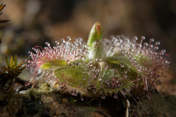 Carnivorous plant Drossera Burmanii seen at Garo Hills,Meghalaya,India