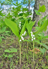 Lily of the valley 8