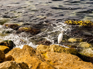 Great blue heron (Ardea herodias) standing near the sea on the Tel Aviv Promenade, Israel