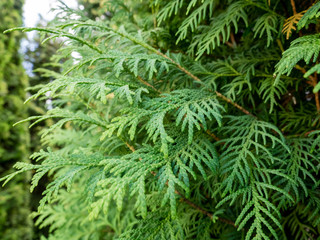 Naklejka na ściany i meble Natural green texture of Thuja evergreen tree on sunny day. Summer green background. Thuja branches close up.