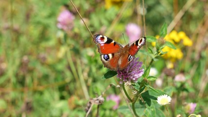  Butterfly in the meadow.