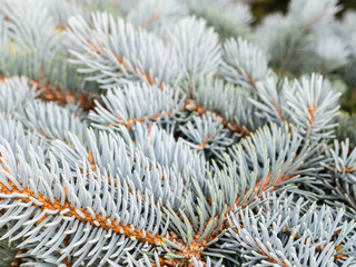 Naklejka na ściany i meble Blue spruce branches in winter. The blue spruce tree ( Picea pungens). Christmas and New Year decoration. Selective focus
