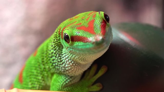 Macro view of giant day gecko as it looks away while sitting on a stick.