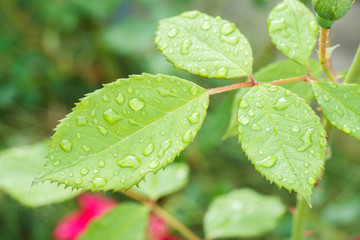 Rose leaves with water drops in the garden.