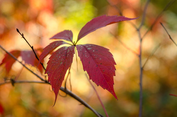 Red autumn leaves of wild grapes in a sunny forest