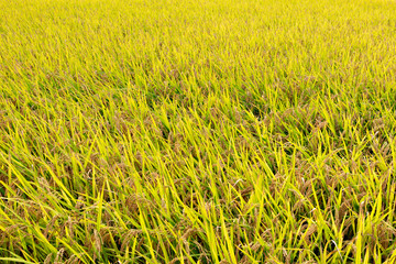 Rice plants in the paddy in Japan just before harvest