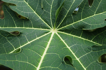 closeup Texture of papaya leaf