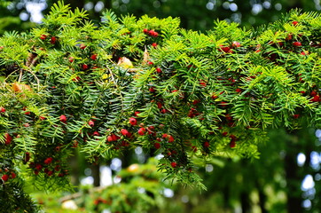 Taxus baccata (yew tree)