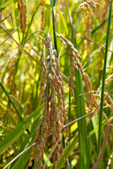 Rice plants in the paddy in Japan just before harvest